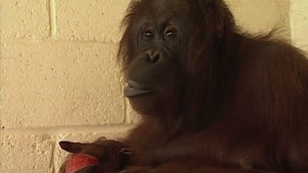 Monkey Business (1998) - Episode 7