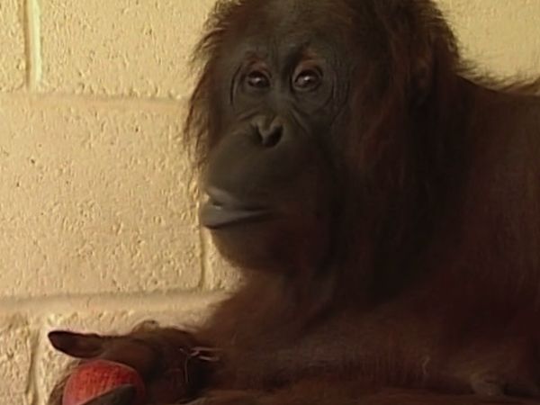 Monkey Business (1998) - Episode 7