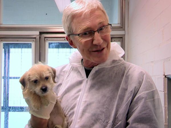 Paul O'Grady: For the Love of Dogs - Episode 1
