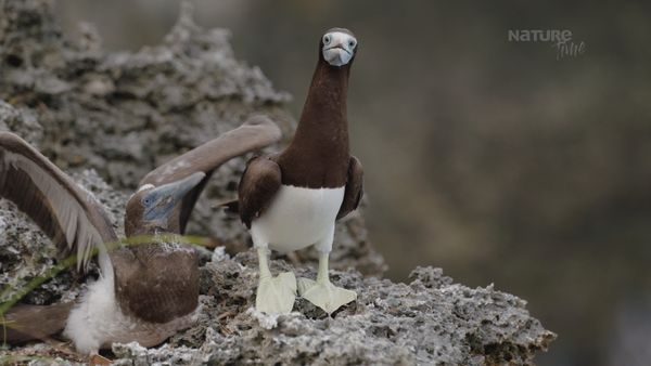 Las Islas Secretas de Australia - Isla de Navidad