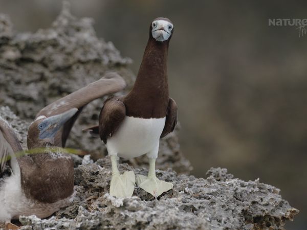 Las Islas Secretas de Australia - Isla de Navidad
