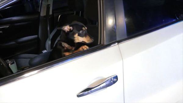 On Patrol: Live - Car into a Pole (7-18-2025)