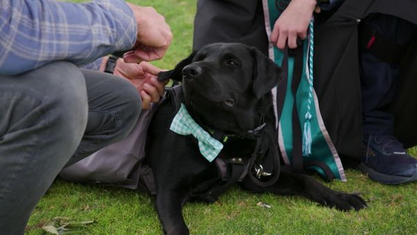 Lucky Dog Reunions - Trained For Service