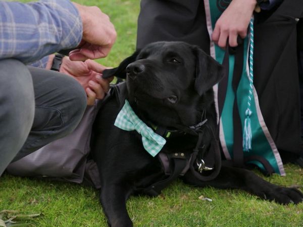 Lucky Dog Reunions - Trained For Service