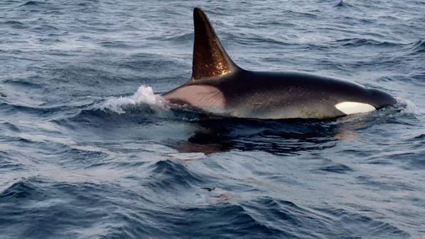 Cazadores del mar - Orcas versus Ballenas Jorobadas
