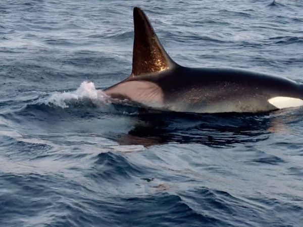 Cazadores del mar - Orcas versus Ballenas Jorobadas