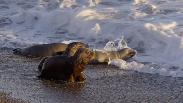 Cazadores del mar - Lobos Marinos versus Orcas