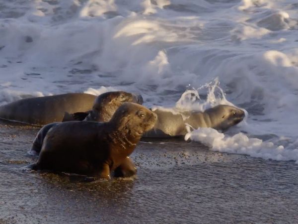 Cazadores del mar - Lobos Marinos versus Orcas