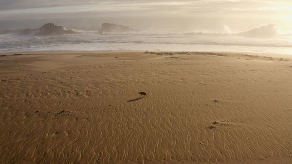 Cazadores del mar - Focas versus Hienas