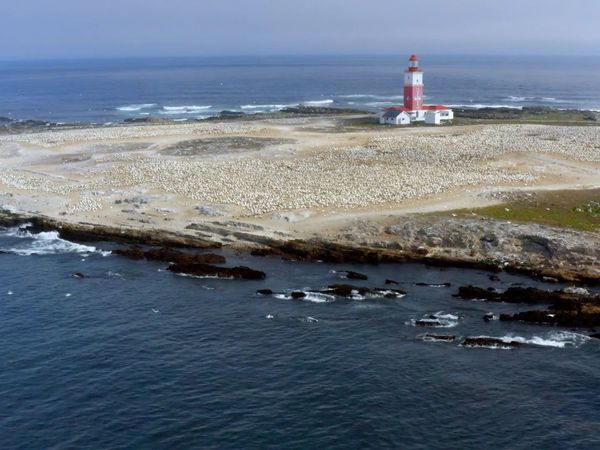 Cazadores del mar - Delfines y Alcatraces