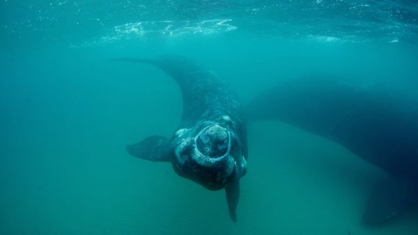 Cazadores del mar - Ballenas versus Gaviotas