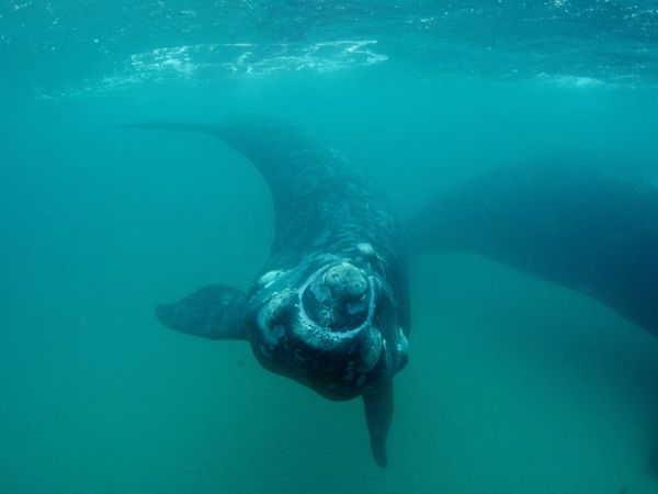 Cazadores del mar - Ballenas versus Gaviotas