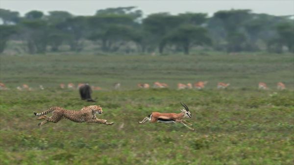 La Vida Secreta de los Grandes Felinos - El Origen