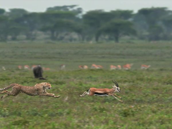 La Vida Secreta de los Grandes Felinos - El Origen