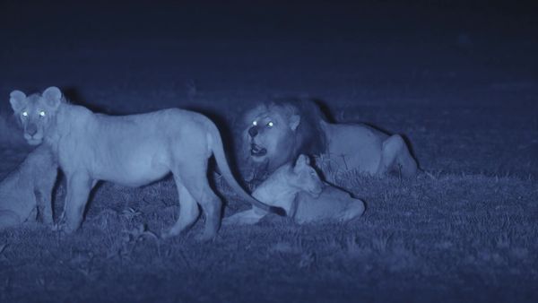 La Vida Secreta de los Grandes Felinos - Dominio Mundial