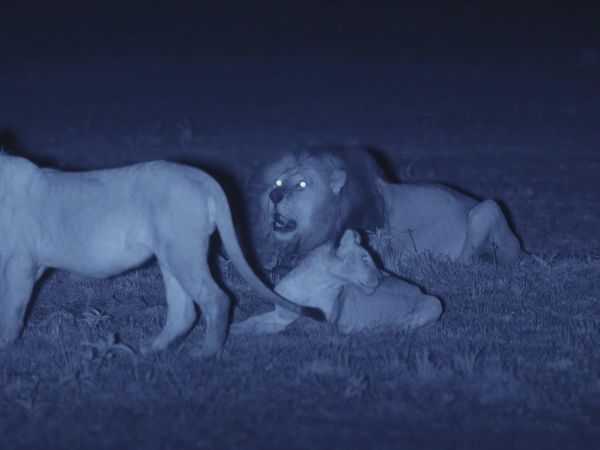 La Vida Secreta de los Grandes Felinos - Dominio Mundial