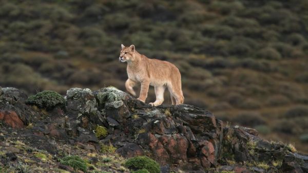 La Vida Secreta de los Grandes Felinos - Sobrevivientes