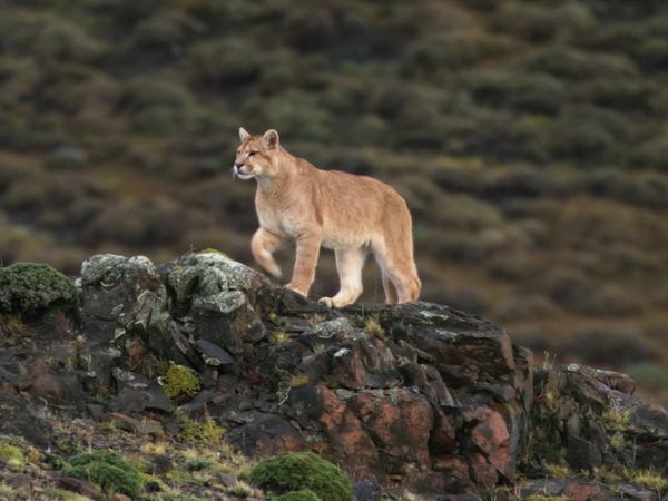 La Vida Secreta de los Grandes Felinos - Sobrevivientes