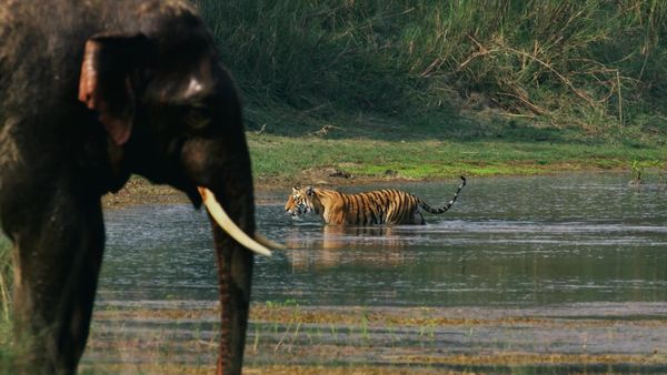Las Vida Secreta de los Gatos Grandes - Las Vidas Secretas de los Tigres