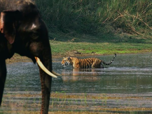 Las Vida Secreta de los Gatos Grandes - Las Vidas Secretas de los Tigres