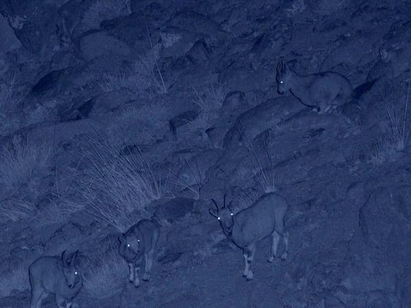 Las Vida Secreta de los Gatos Grandes - Las Vidas Secretas de los Leopardos de las Nieves