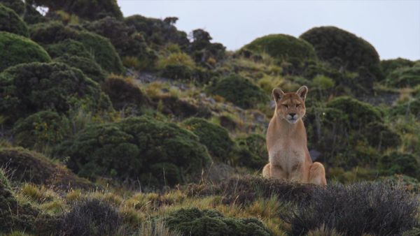 Las Vida Secreta de los Gatos Grandes - Las Vidas Secretas de los Pumas