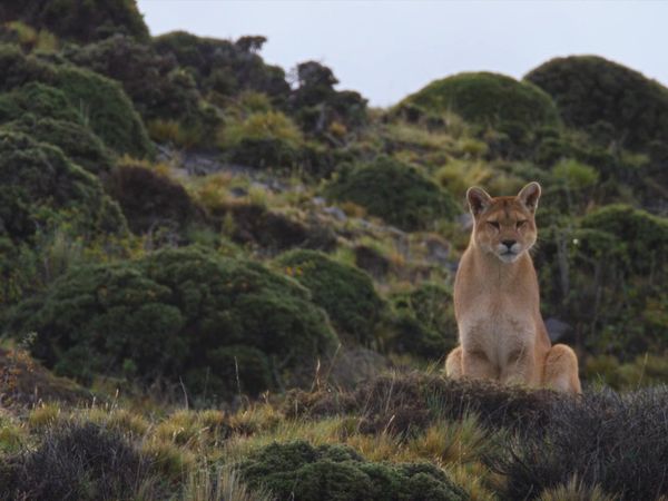 Las Vida Secreta de los Gatos Grandes - Las Vidas Secretas de los Pumas