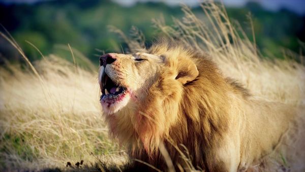 Gigantes - Leones