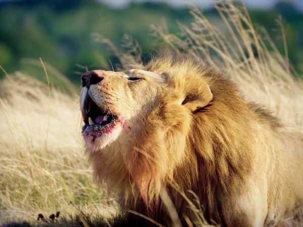 Gigantes - Leones