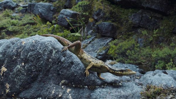 La Tierra Antigua: Los Dinosaurios del Continente de Hielo - Lo Que Se Encuentra Debajo