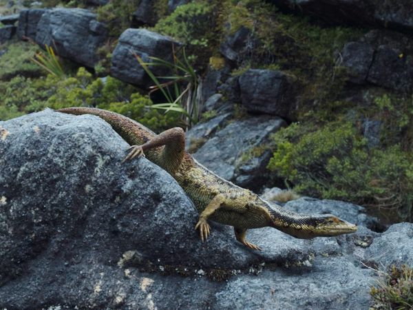 La Tierra Antigua: Los Dinosaurios del Continente de Hielo - Lo Que Se Encuentra Debajo