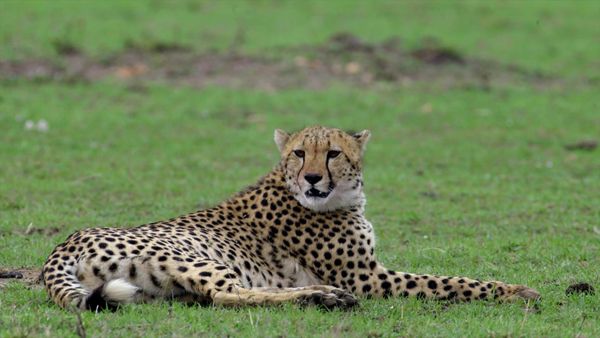 Las Vida Secreta de los Gatos Grandes - Las Vidas Secretas de los Guepardos