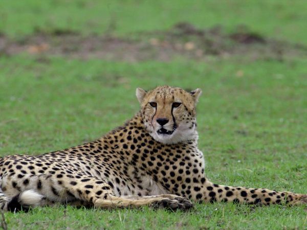 Las Vida Secreta de los Gatos Grandes - Las Vidas Secretas de los Guepardos