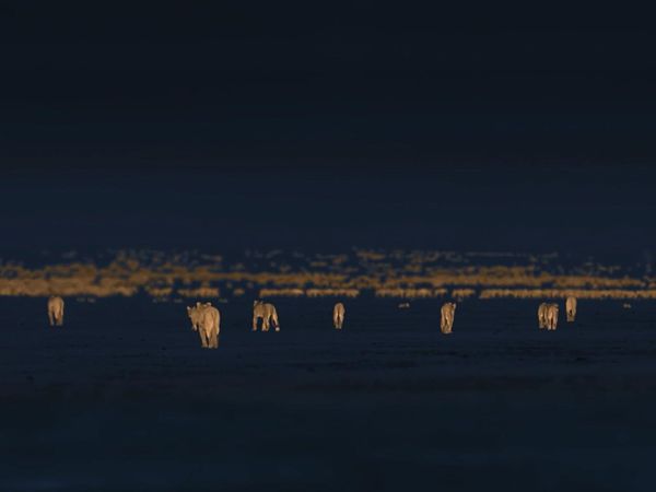 Las Vida Secreta de los Gatos Grandes - Las Vidas Secretas de los Leones