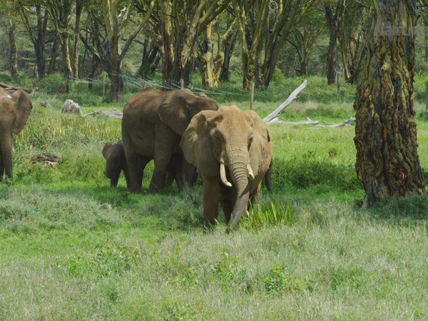 Diarios de Vida Silvestre de Kenia - Refugio De Gigantes