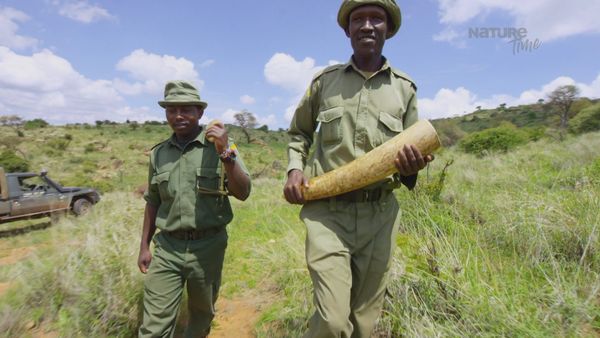 Diarios de Vida Silvestre de Kenia - Guerras De Marfil