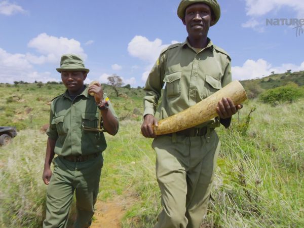 Diarios de Vida Silvestre de Kenia - Guerras De Marfil