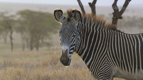 Diarios de Vida Silvestre de Kenia - Caballos Del Sol