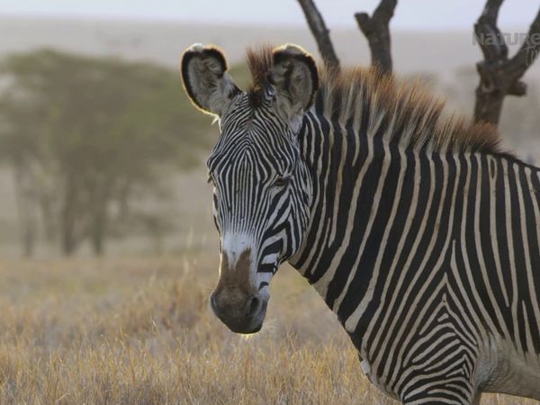 Diarios de Vida Silvestre de Kenia - Caballos Del Sol