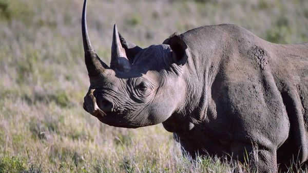 Diarios de Vida Silvestre de Kenia - Un Lugar En La Naturaleza