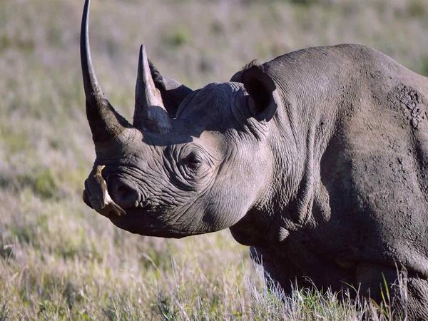 Diarios de Vida Silvestre de Kenia - Un Lugar En La Naturaleza