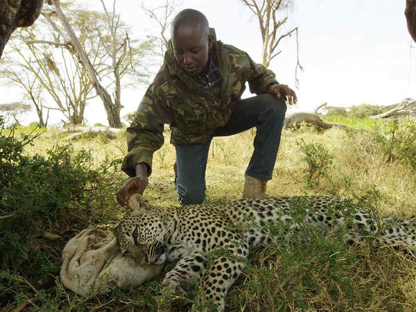 Diarios de Vida Silvestre de Kenia - Bandidos Enmascarados