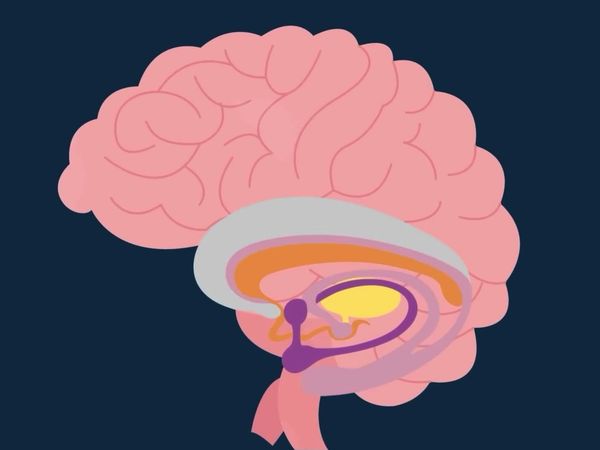 Infographics Show: Mind & Body, The - How Too Much Weed Can Make Your Brain Go Haywire