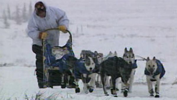 Expeditions to the Edge - Iditarod Blizzard