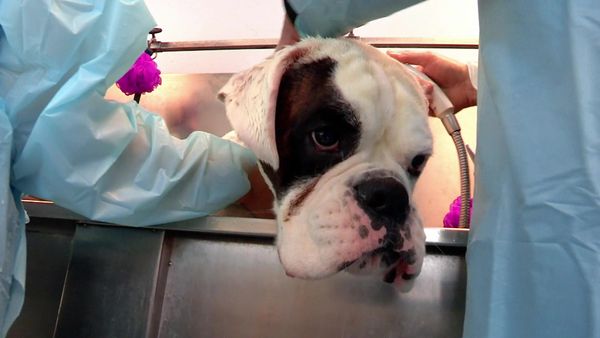 Paul O'Grady: For the Love of Dogs - Episode 3