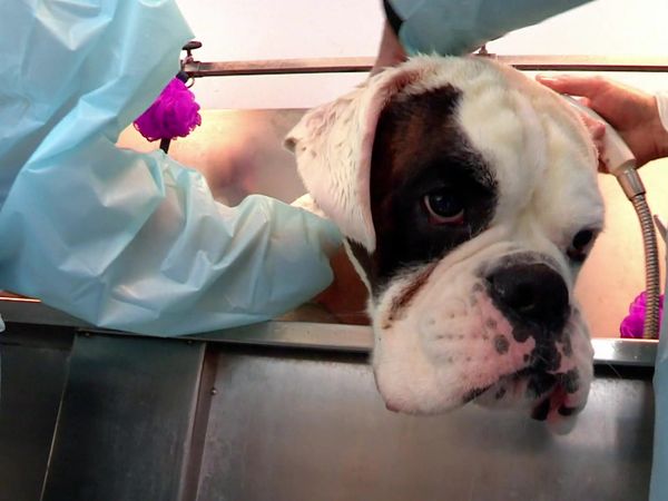 Paul O'Grady: For the Love of Dogs - Episode 3