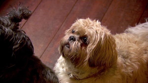Paul O'Grady: For the Love of Dogs - Episode 4