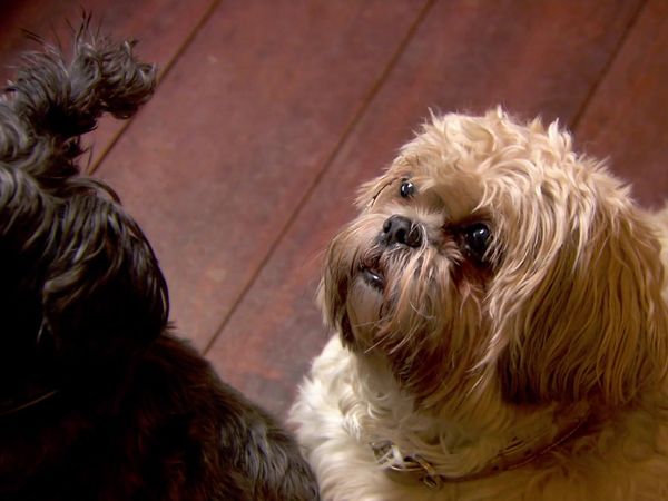 Paul O'Grady: For the Love of Dogs - Episode 4
