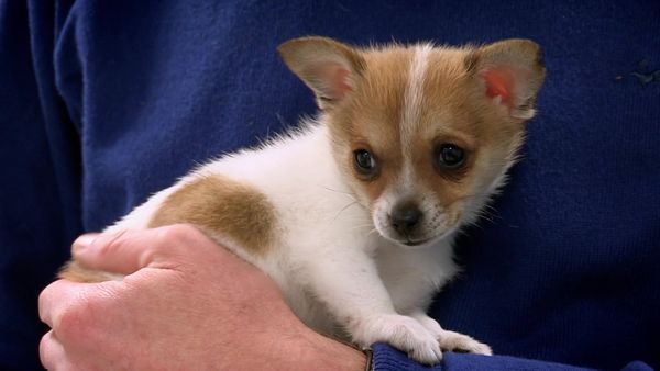 Paul O'Grady: For the Love of Dogs - Episode 7