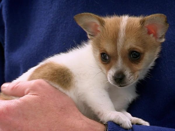 Paul O'Grady: For the Love of Dogs - Episode 7
